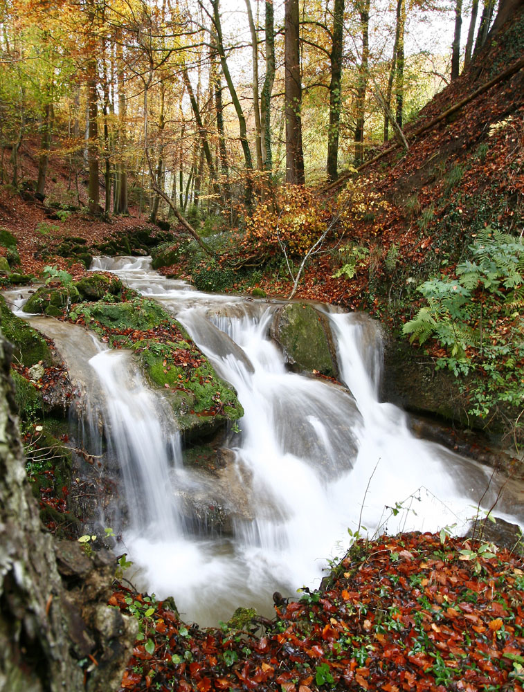 ... herbstlich VI ...