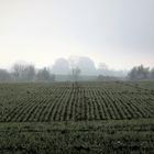 Herbstlich-winterliches Grau-Grün... 