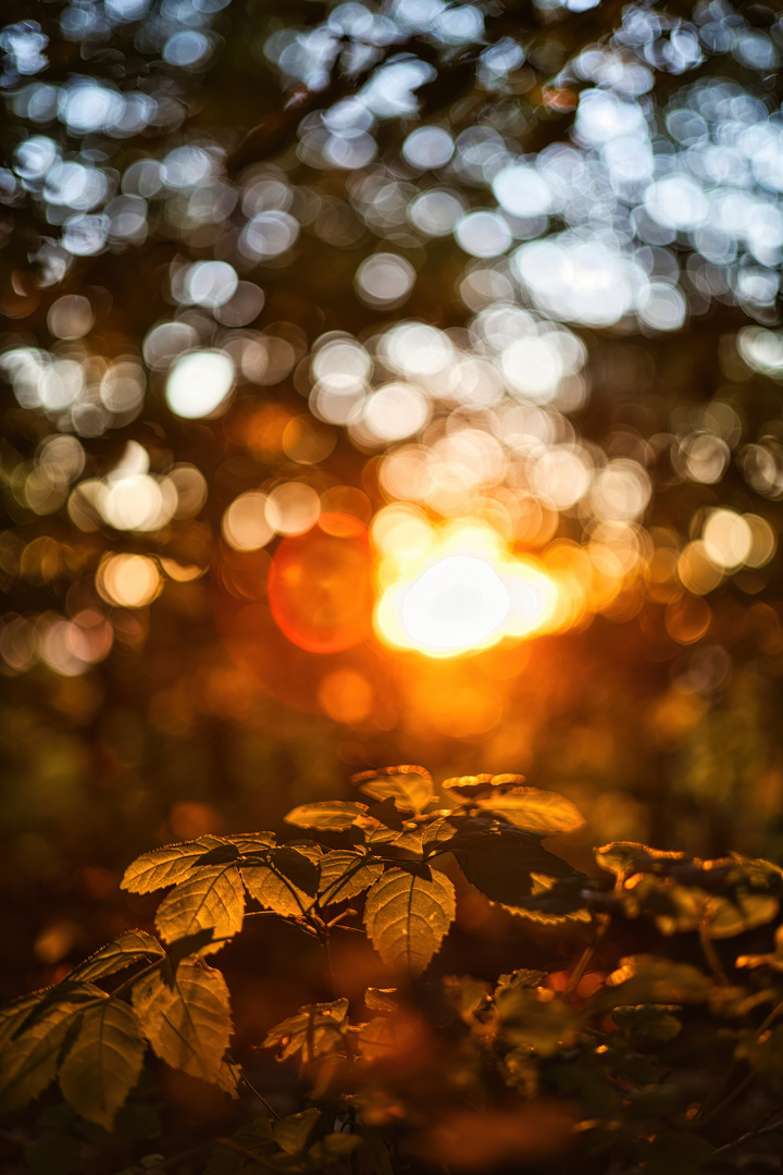 Herbstliche Abendsonne 