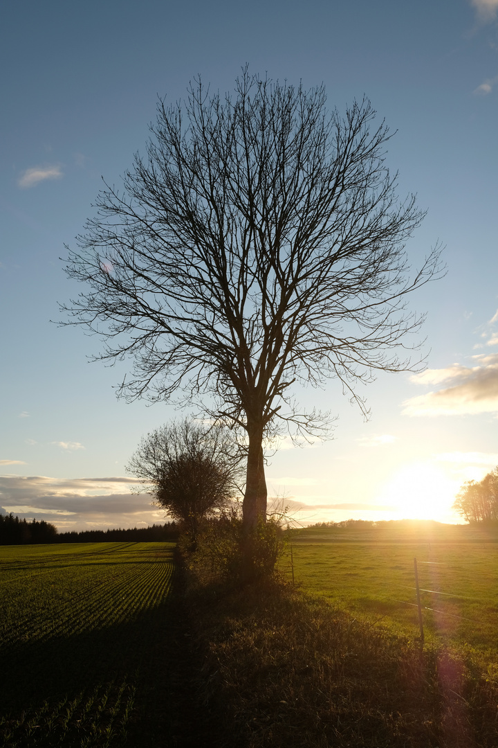 Herbstliche Abendsonne