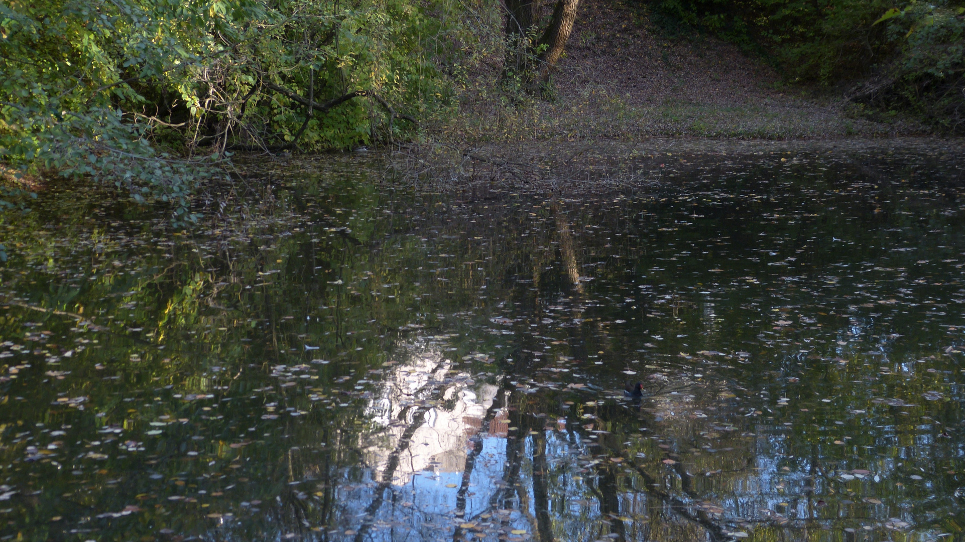 Herbstliche Abendstimmung am kleinen Weiher...