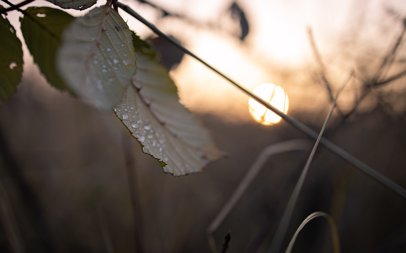 herbstliche abendstimmung