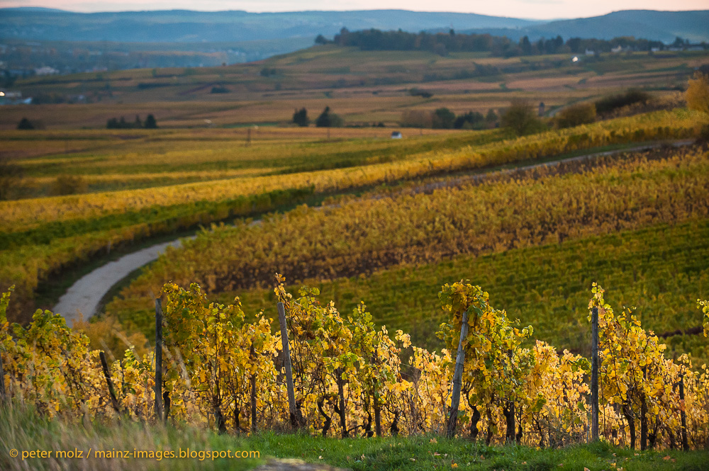 Herbstliche Abendstimmung im Rheingau