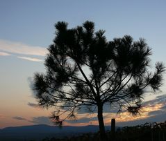 Herbstliche Abendstimmung in der Pfalz