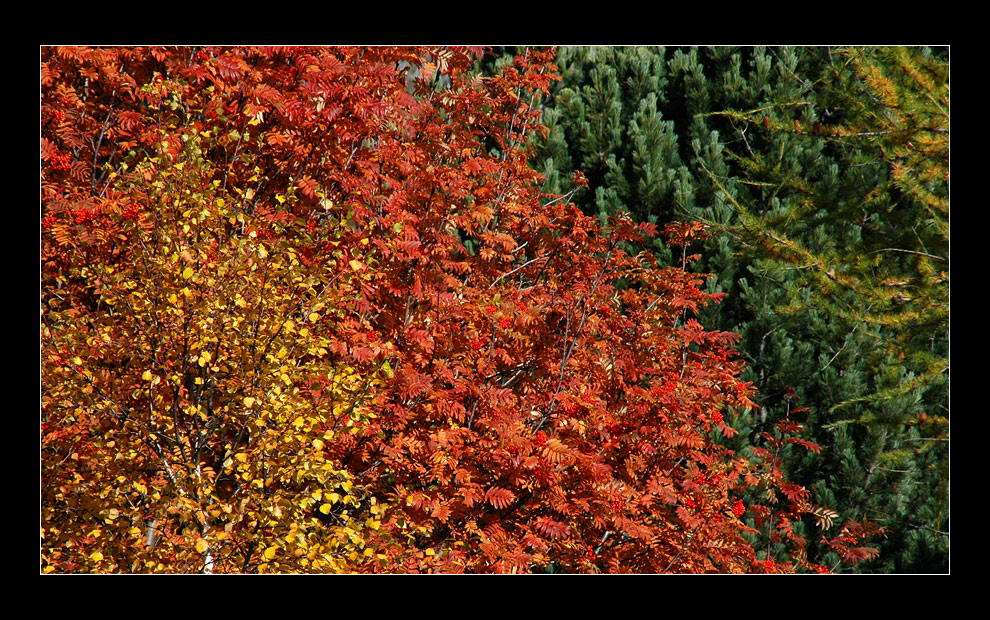 Herbstliche Abstraktion