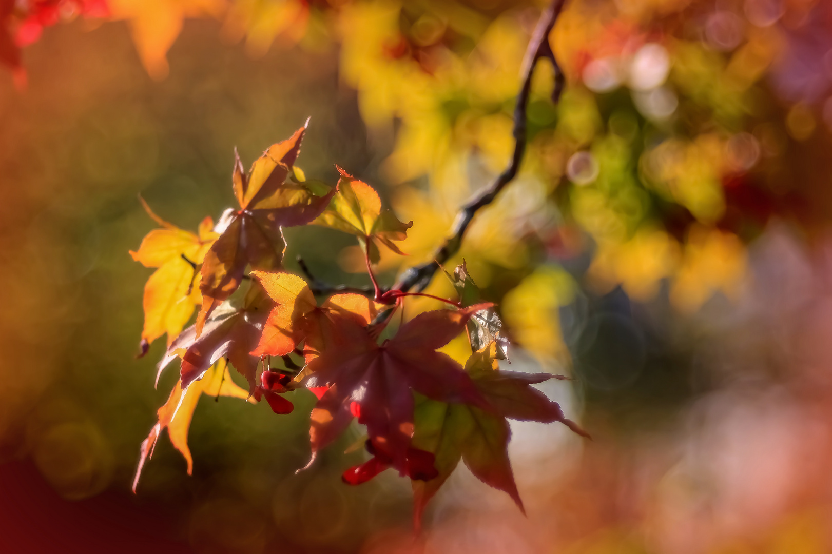 herbstliche Ahnung