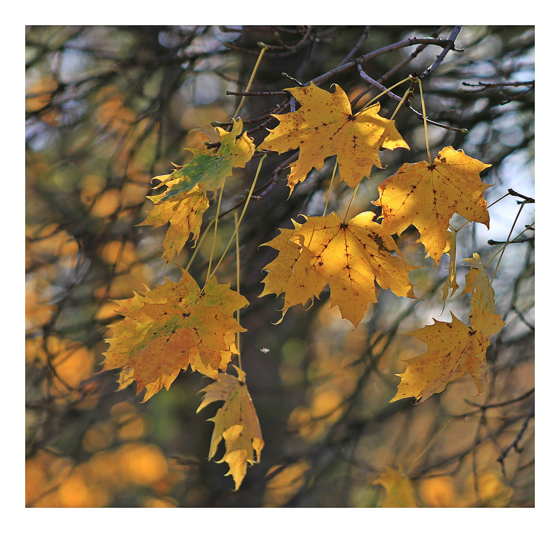 Herbstliche Ahornblätter 