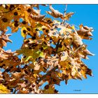 Herbstliche Ahornblätter