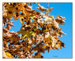 Herbstliche Ahornblätter