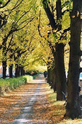 Herbstliche Allee