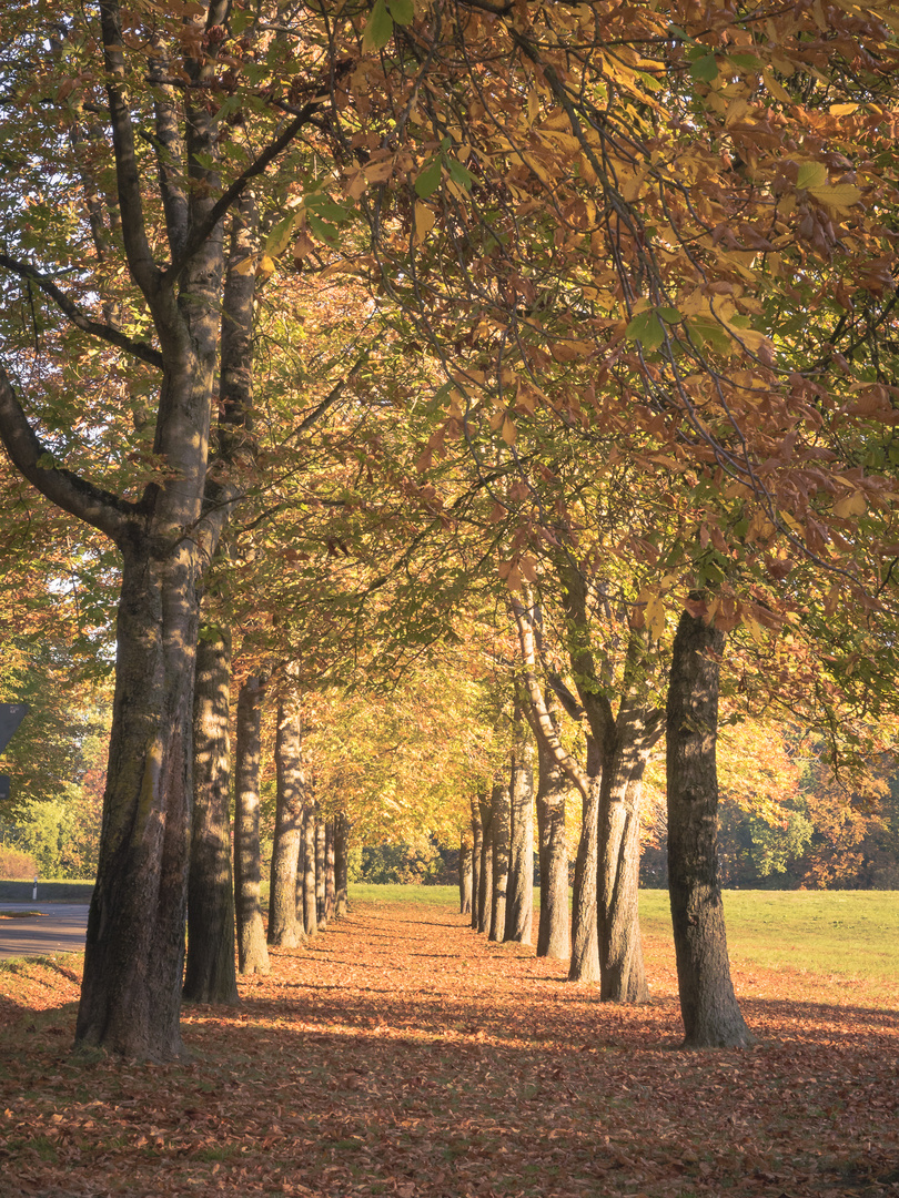 Herbstliche Allee