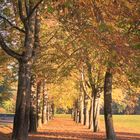 Herbstliche Allee