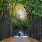 Herbstliche Allee