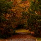 Herbstliche Allee 