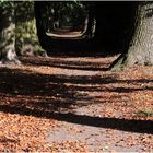 Herbstliche Allee