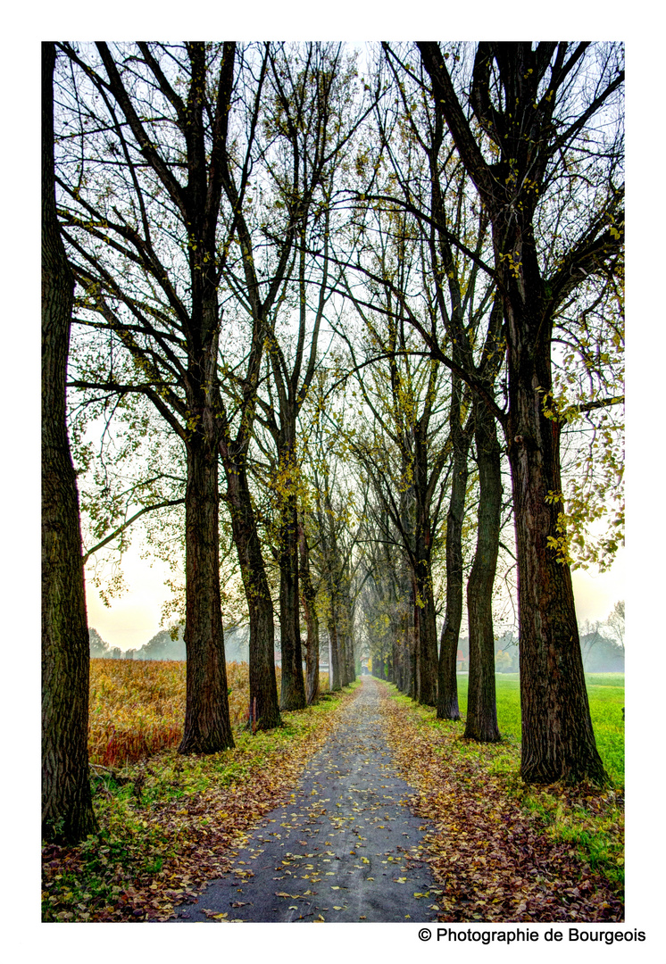 Herbstliche Allee