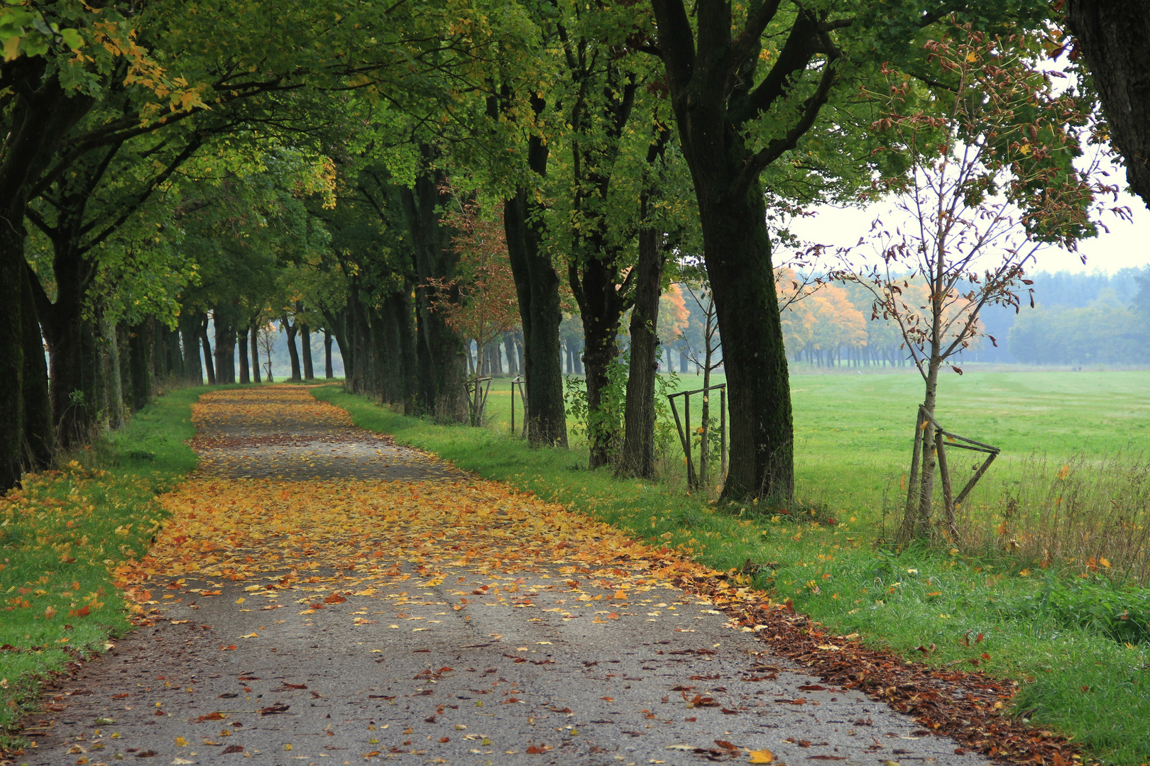 Herbstliche Allee