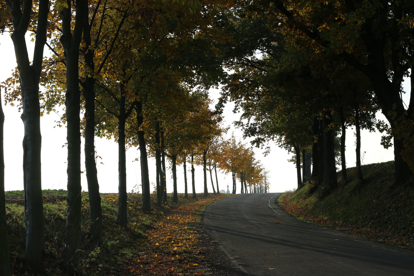 Herbstliche Allee