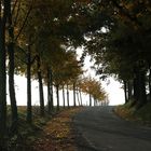 Herbstliche Allee