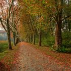 Herbstliche Allee