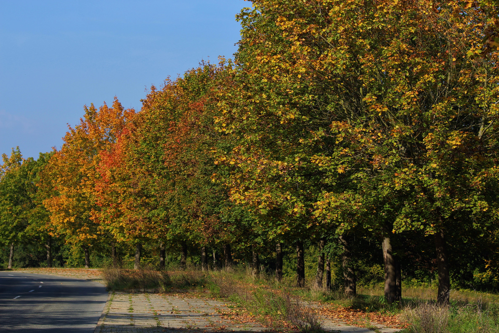 Herbstliche Allee