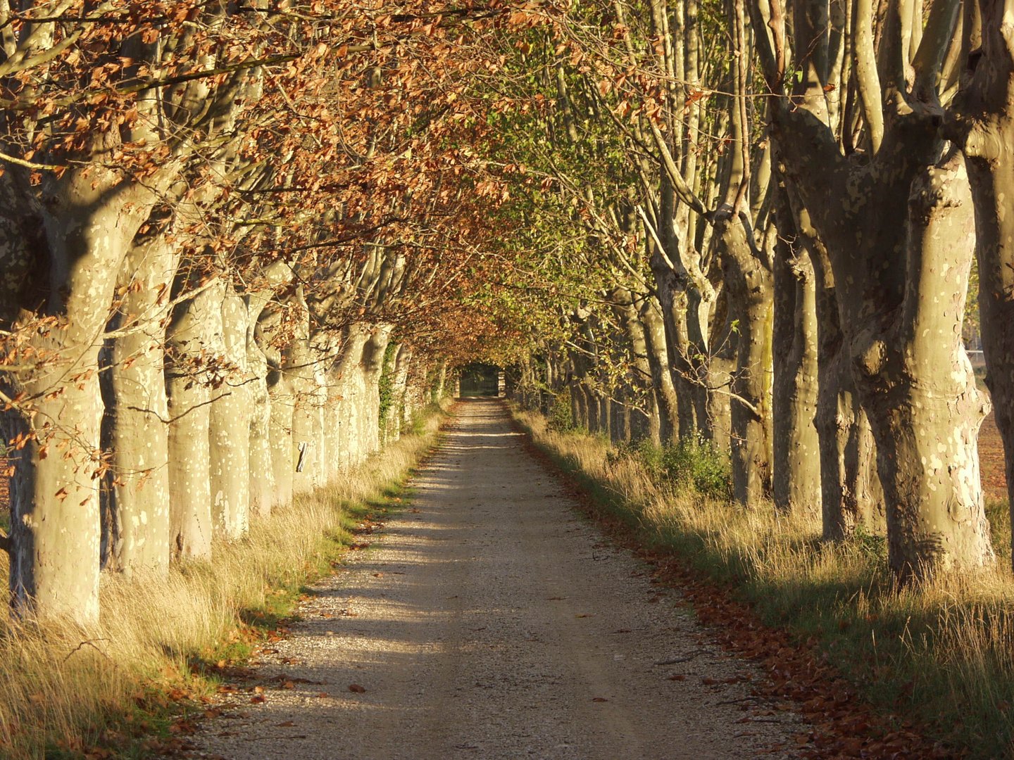 Herbstliche Allee