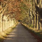 Herbstliche Allee