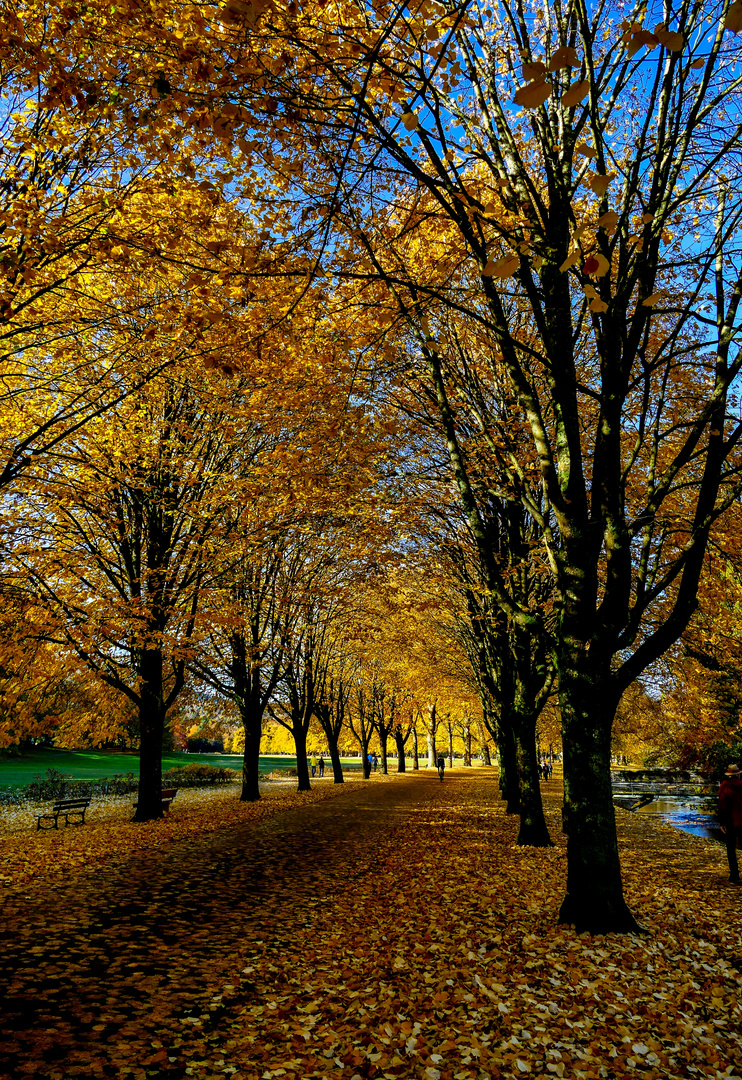 Herbstliche Allee