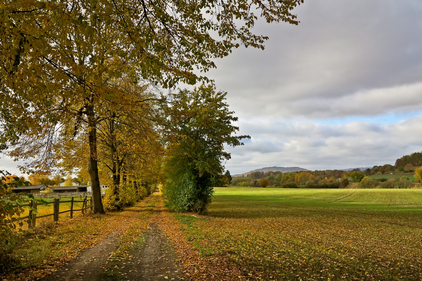 herbstliche Allee