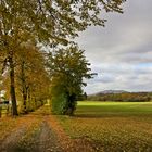 herbstliche Allee