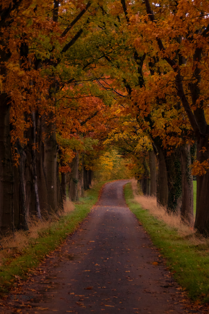 Herbstliche Allee