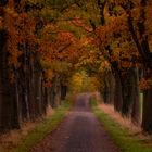 Herbstliche Allee