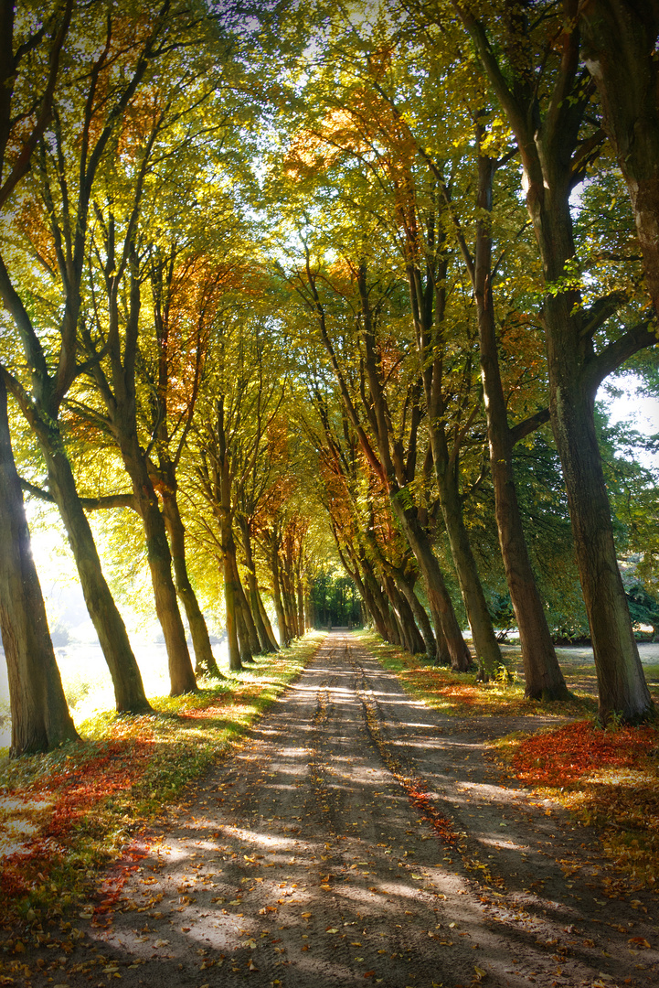 Herbstliche Allee