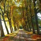 Herbstliche Allee