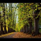 herbstliche Allee