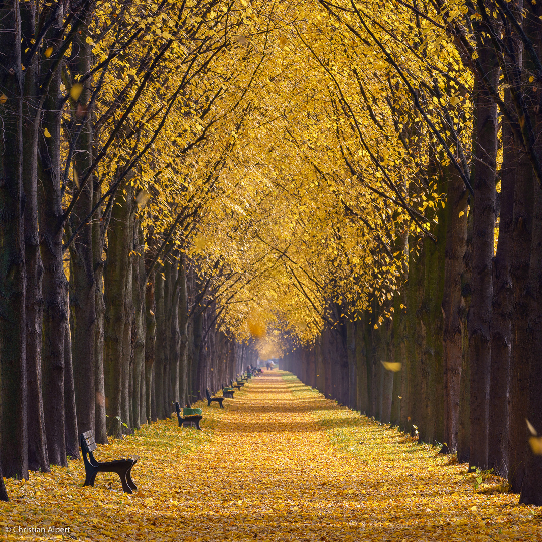 ~ Herbstliche Allee ~