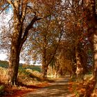 Herbstliche Allee auf Rügen