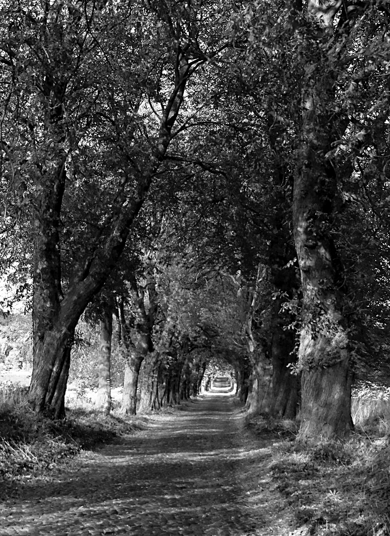 Herbstliche Allee auf Rügen (mono)