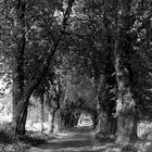 Herbstliche Allee auf Rügen (mono)