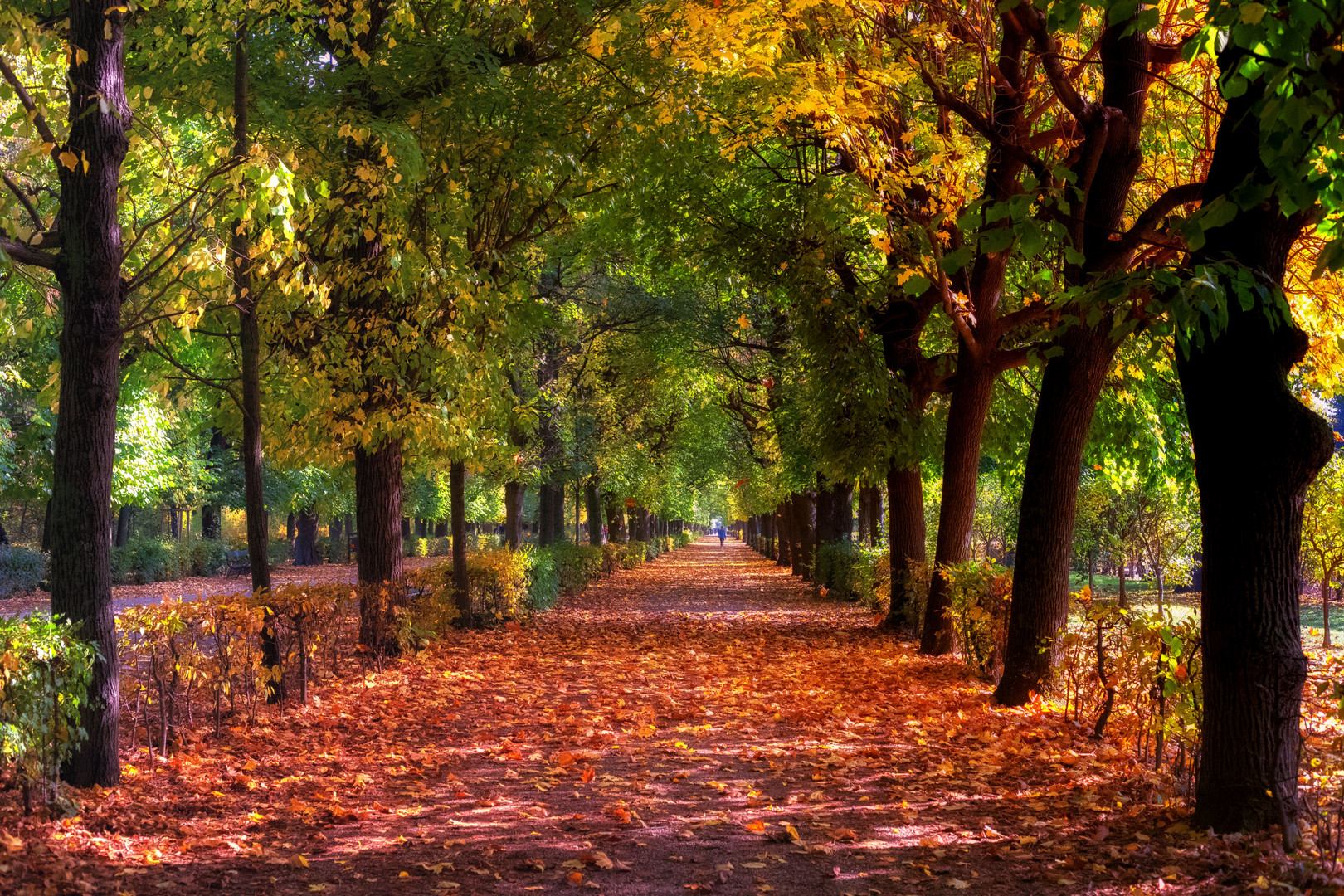 Herbstliche Allee