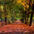 Herbstliche Allee