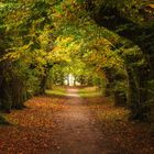 Herbstliche Allee