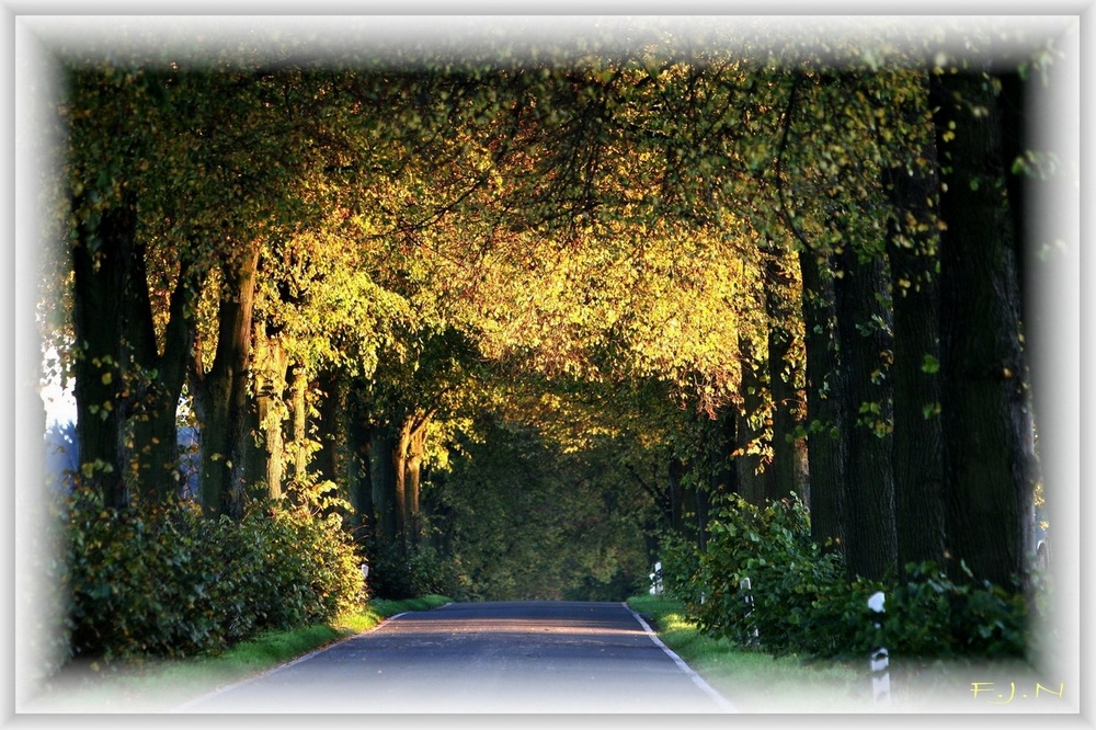 Herbstliche Allee bei Fröndenberg.