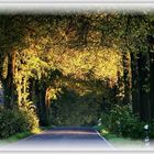 Herbstliche Allee bei Fröndenberg.