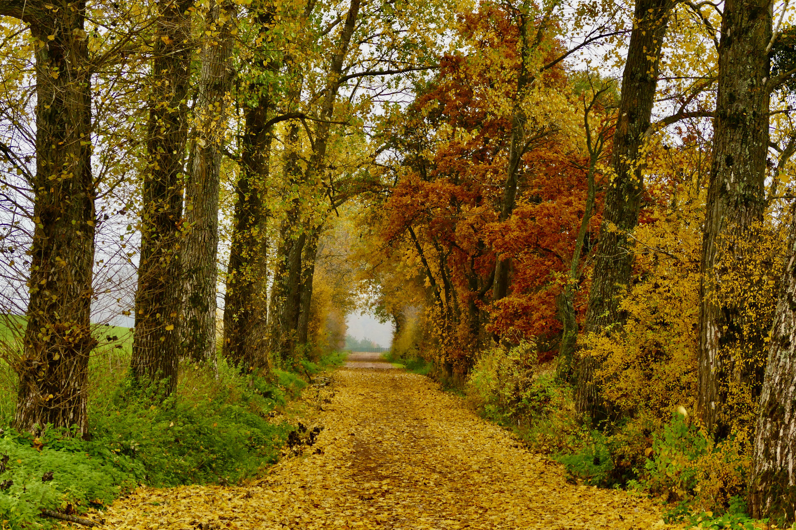 Herbstliche Allee (Birkenfeld, Hunsrück)
