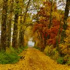 Herbstliche Allee (Birkenfeld, Hunsrück)