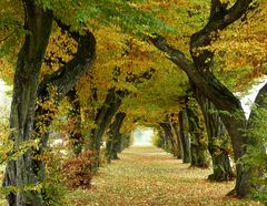 herbstliche Allee