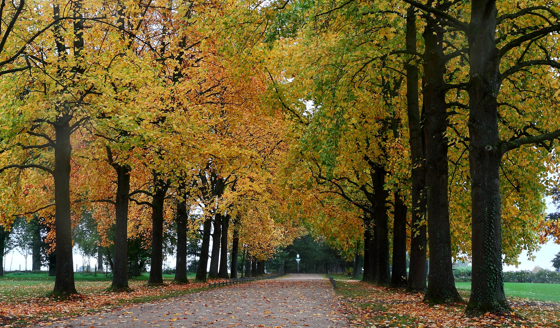 herbstliche Allee im Regen