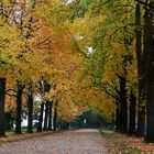 herbstliche Allee im Regen