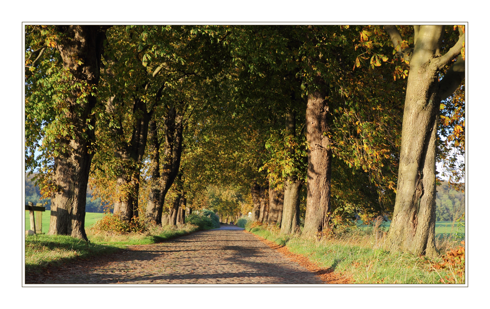 Herbstliche Allee in Lancken-Granitz I